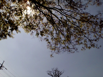 [꾸미기]하늘과 느티나무,최민서.JPG